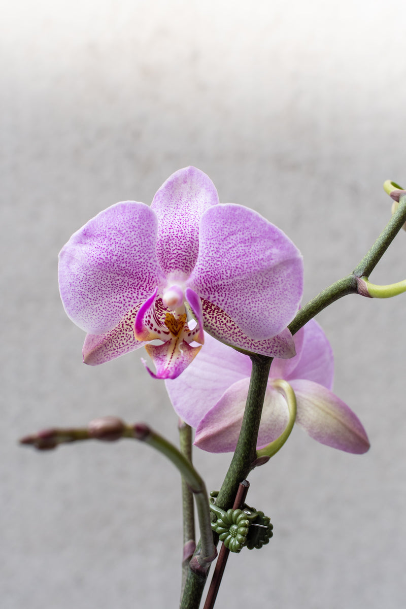 Picture of a light purple Phalaenopsis orchid up close and in bloom. 