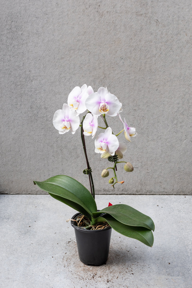 White with a little of purple and yellow center Phalaenopsis orchid in bloom.