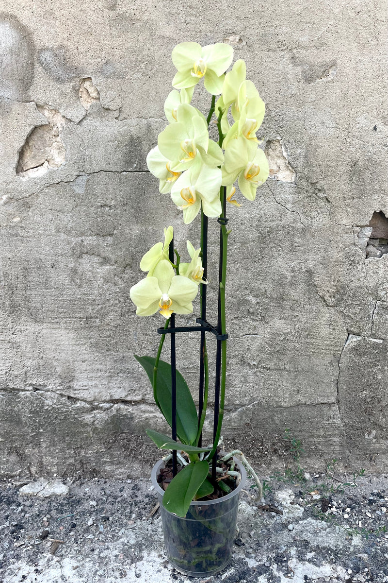 A full-body view of the 5" Phalaenopsis Orchid featuring yellow flowers and dark green leaves against a concrete backdrop