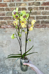 Phalaenopsis Orchid multi-stem 5"