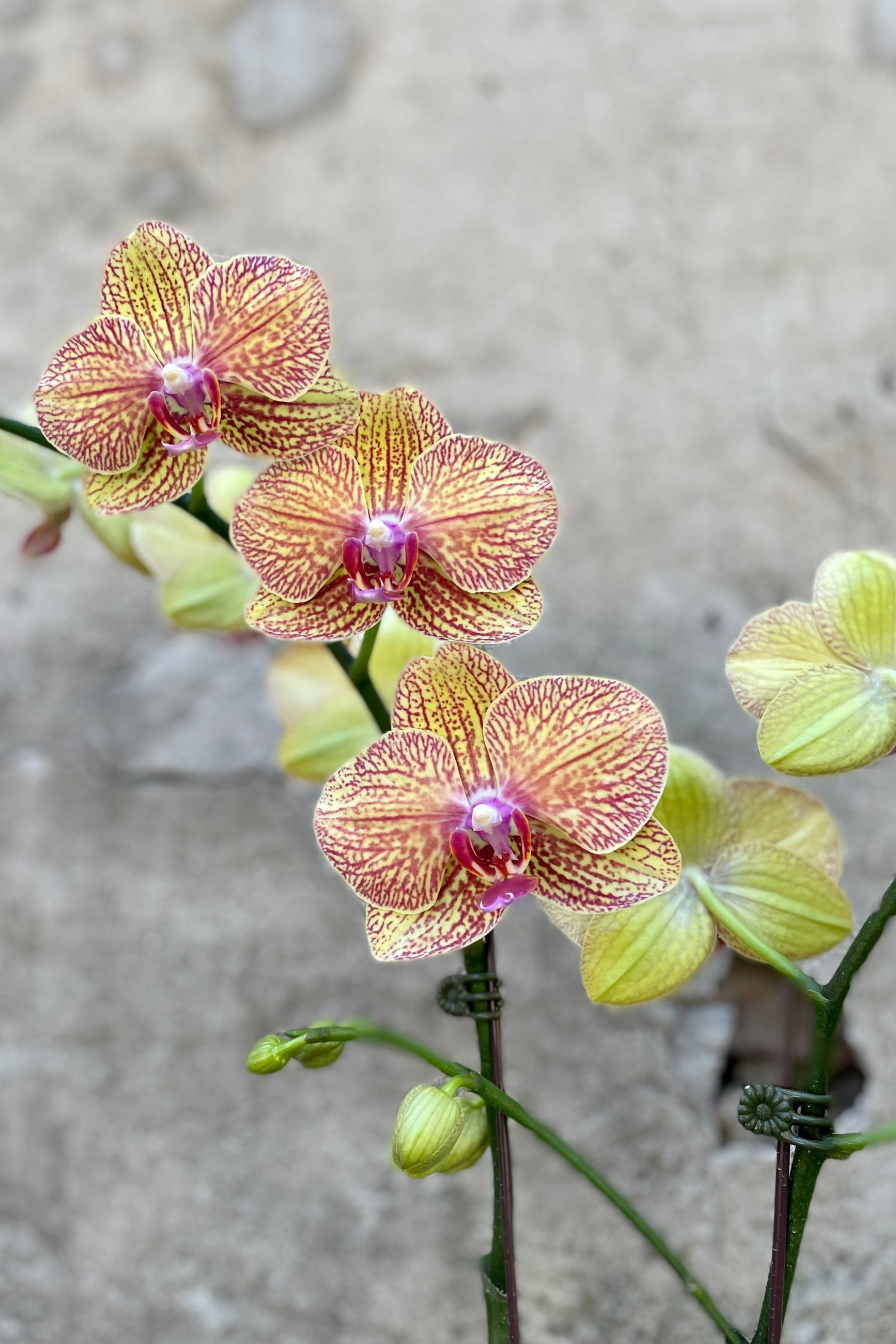 A close-up image of a Phalaenopsis Orchid with vibrant yellow and pink flowers and green leaves.©Sprout Home