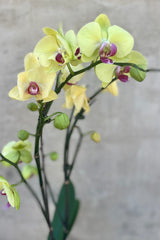 Phalaenopsis Orchid multi-stem 5"
