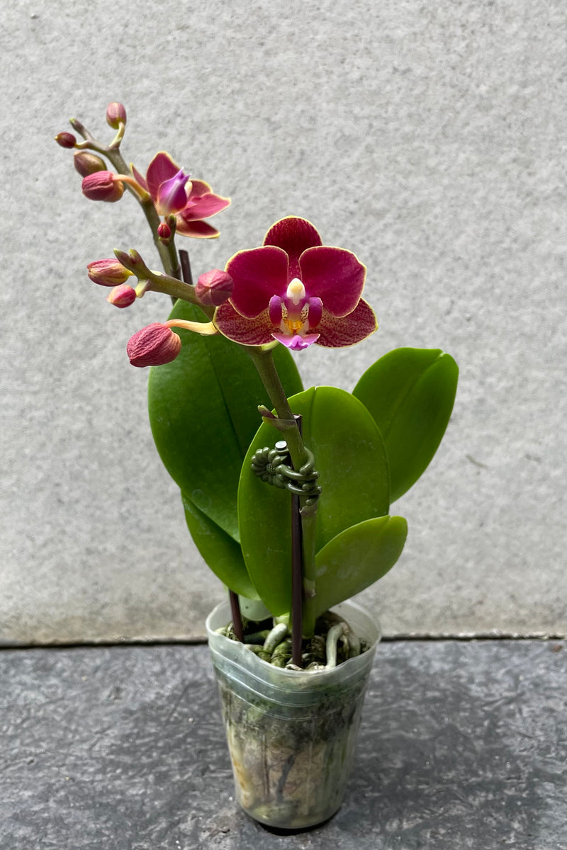 Burgundy colored Phalaenopsis orchid against a grey wall. 