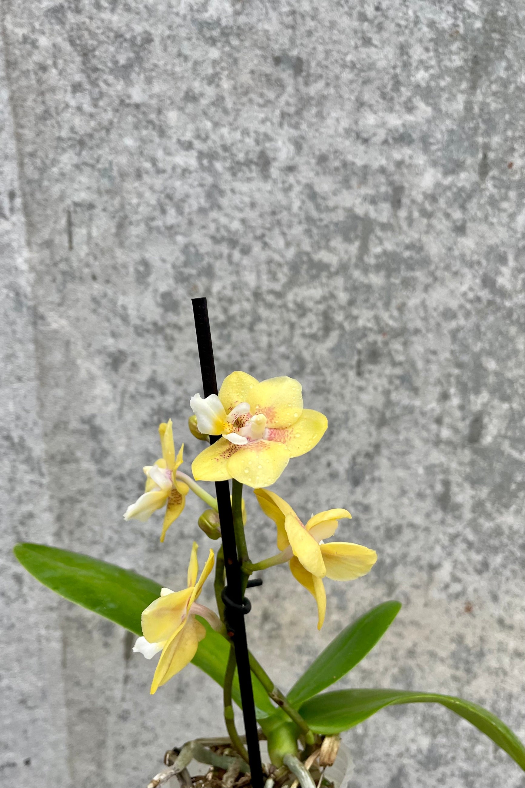 Close up picture of a dark purple Yellow Phalaenopsis orchid against a grey wall. ©Sprout Home