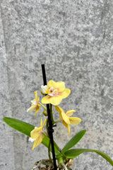 Close up picture of a dark purple Yellow Phalaenopsis orchid against a grey wall.