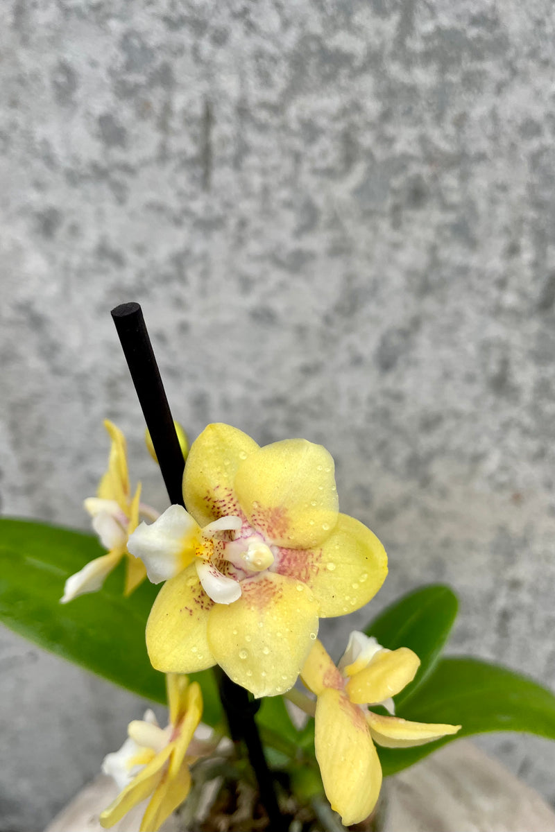 a bright yellow bloom on a Phalaenopsis orchid. 