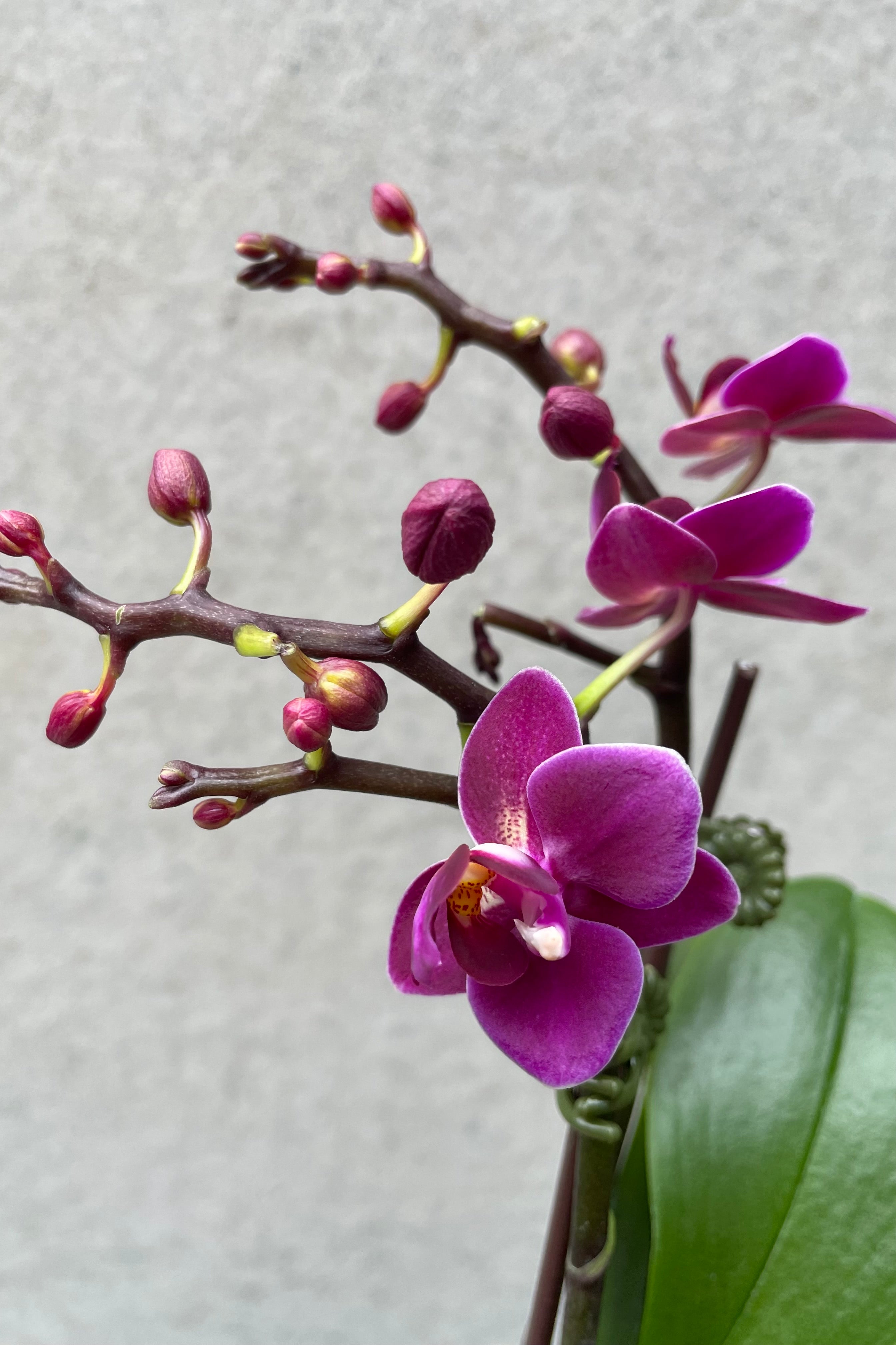 Close up picture of a dark purple Phalaenopsis orchid against a grey wall.