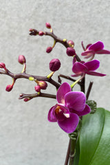 Close up picture of a dark purple Phalaenopsis orchid against a grey wall.
