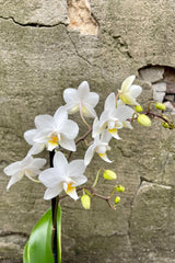 Phalaenopsis in the middle of bloom with white petals