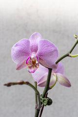 A purple blooming flower of a Phalaenopsis orchid