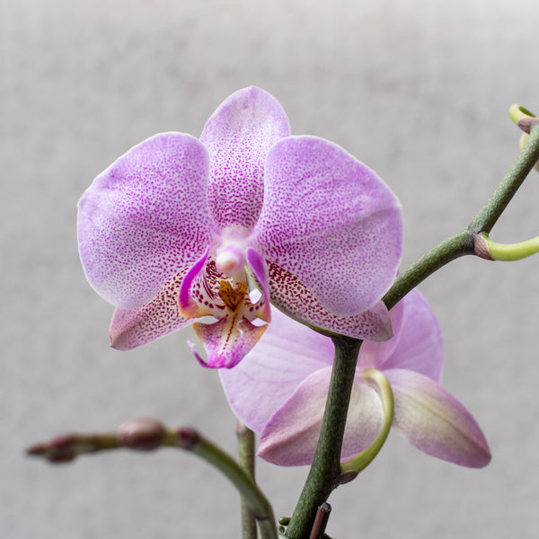 Orchidée phalaenopsis à 3 tiges, pot de 5 po, couleurs assorties PHA5W2
