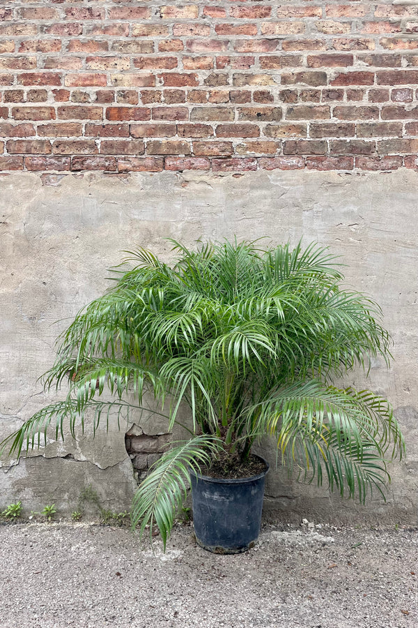 Phoenix roebelinii "Pygmy Date Palm" 14" black growers pot with green palm leaves  against a grey wall