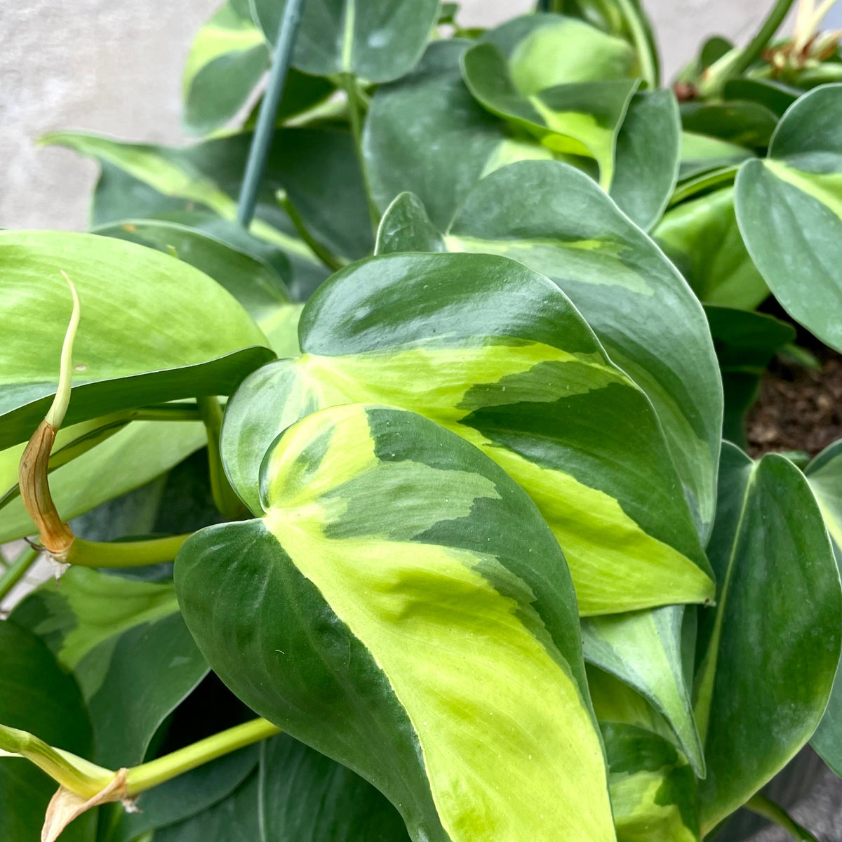 brazil sport carnival philodendron Philodendron cordatum 'Brasil' 10