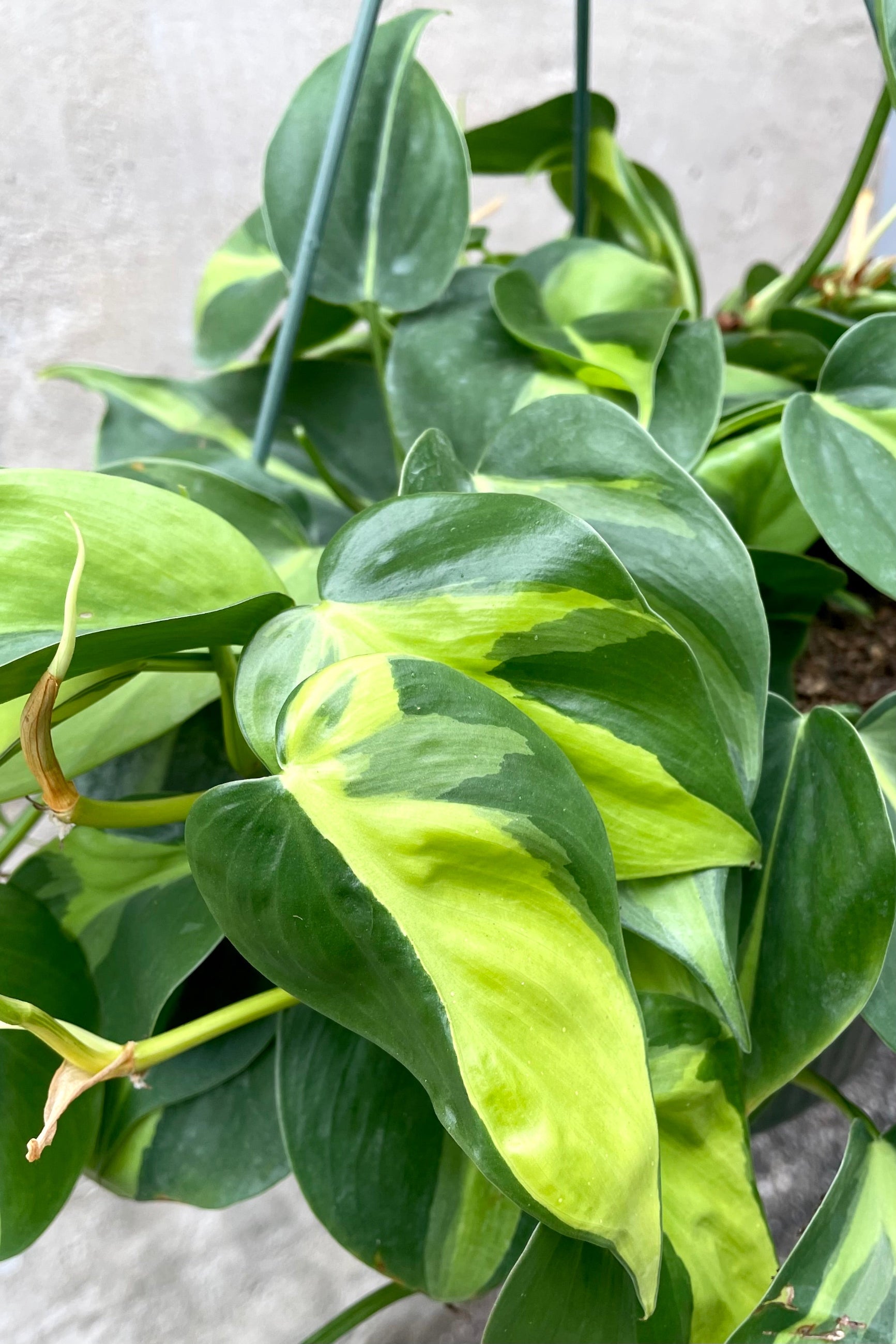 A close-up view of the leaves of the 10" Philodendron cordatum 'Brasil' against a concrete backdrop ©Sprout Home