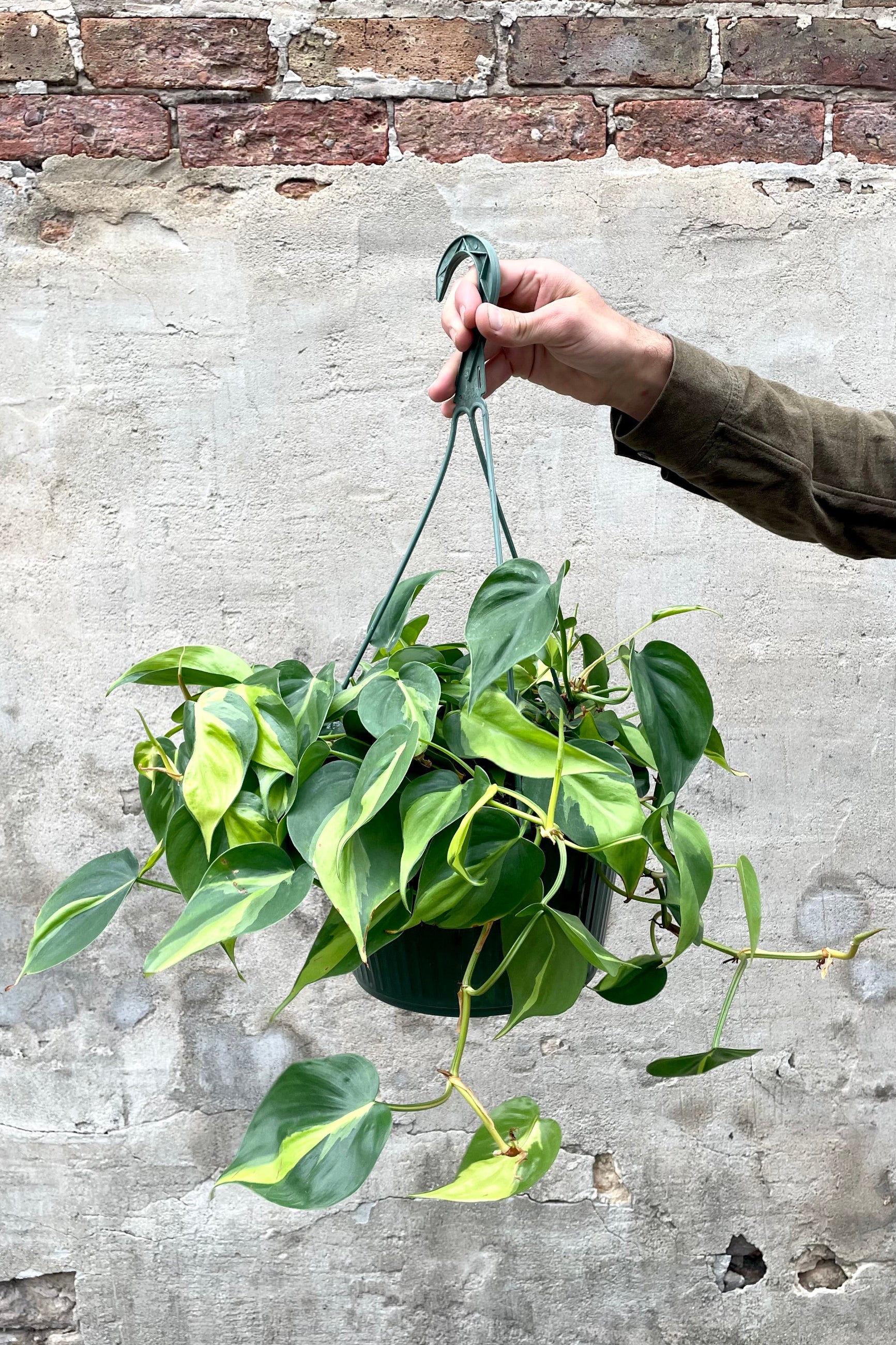 Philodendron cordatum 'Brasil' 10