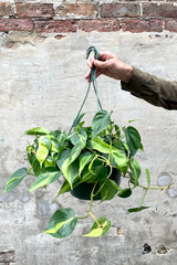 A hand holds the hanging 10" Philodendron cordatum 'Brasil' against a concrete backdrop