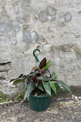 Philodendron 'Bloody Mary' 10" against a grey wall