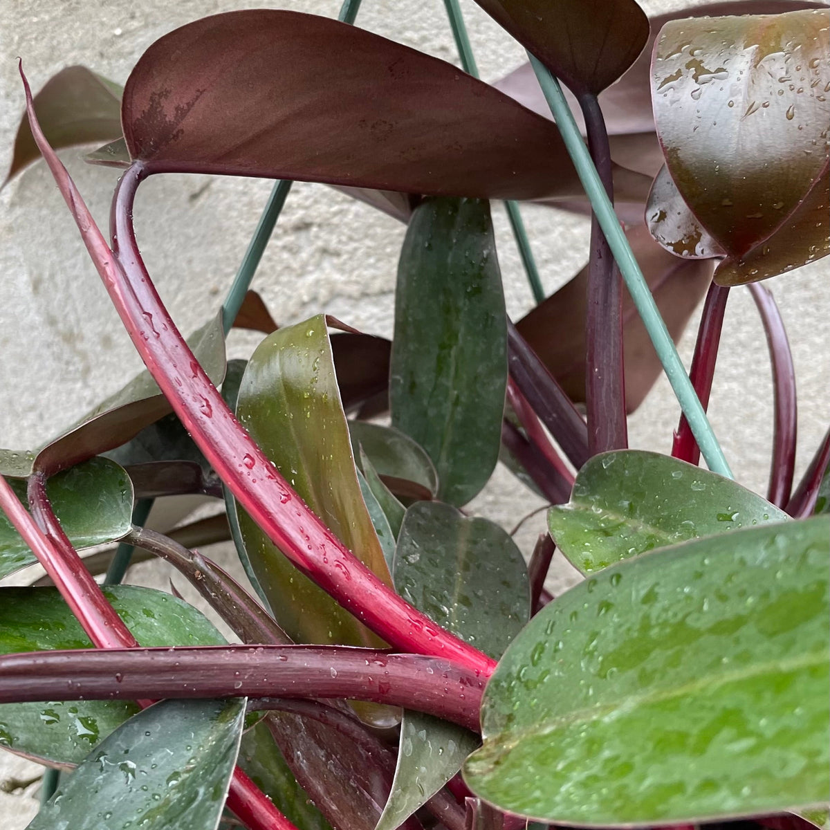 philodendron bloody mary scientific name Philodendron 'Bloody Mary' 10" at SPROUT HOME