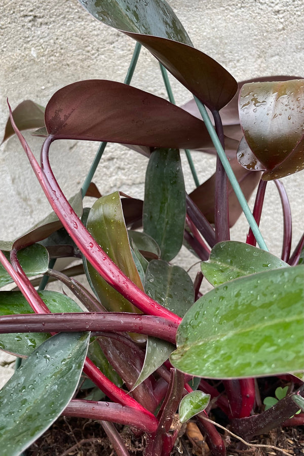 Philodendron 'Bloody Mary' 10" against a grey wall