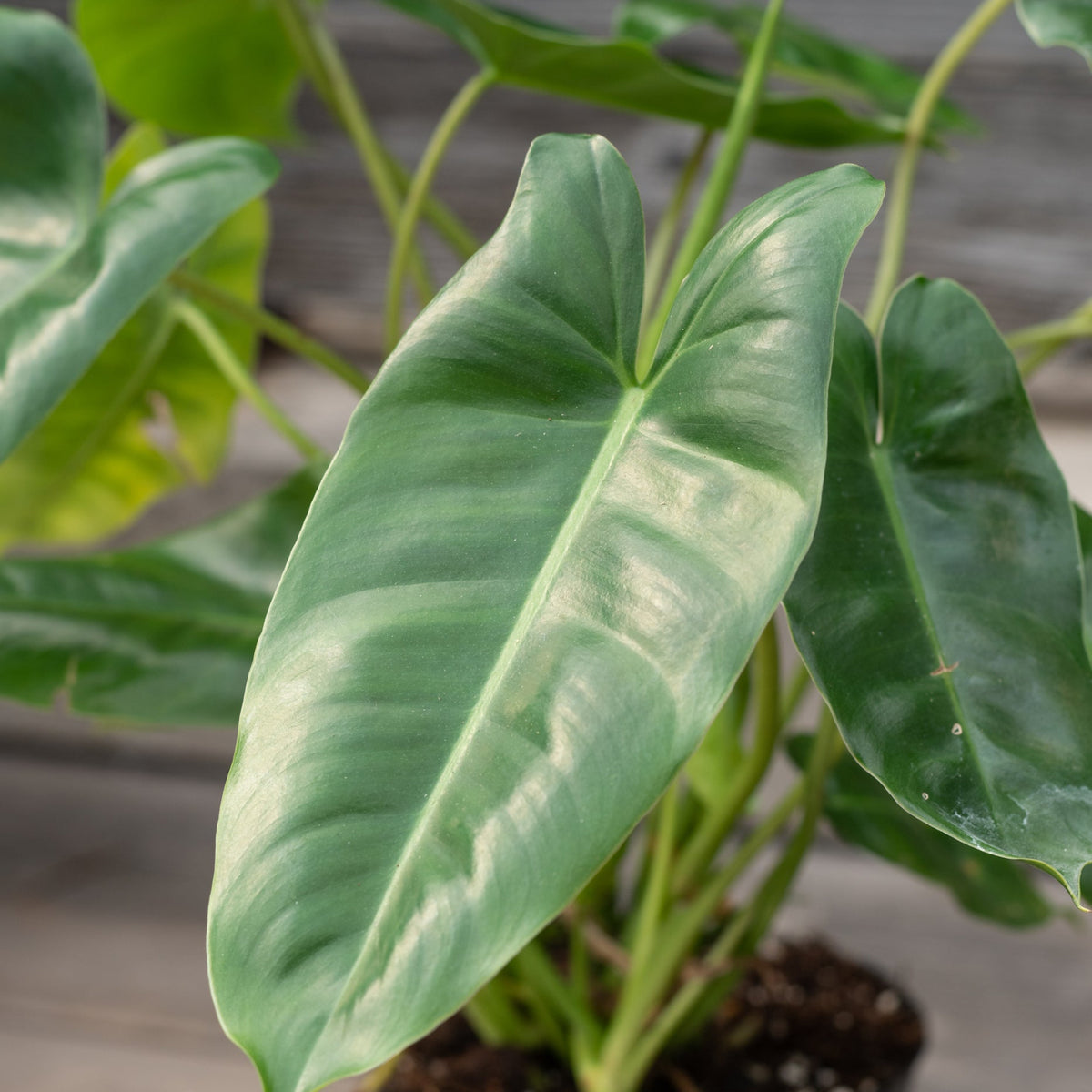 Philodendron 'Burle Marx' 4