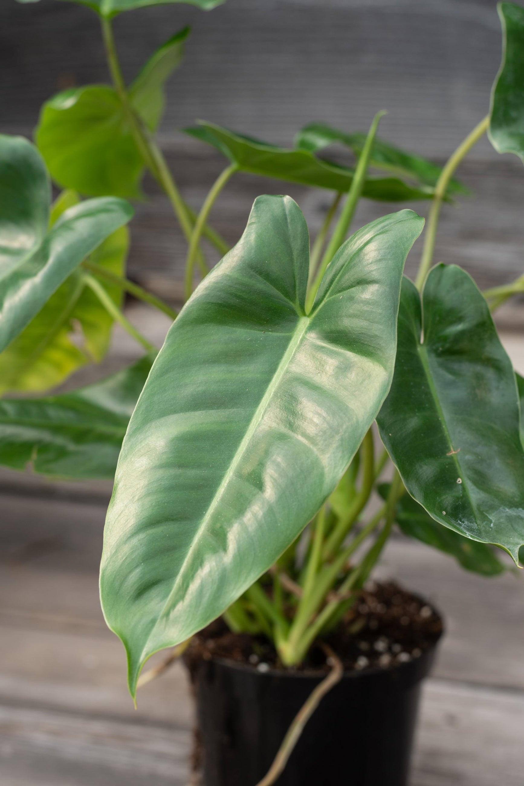 A potted Philodendron 'Burle Marx' plant with glossy, heart-shaped leaves placed on a wooden surface. ©Sprout Home