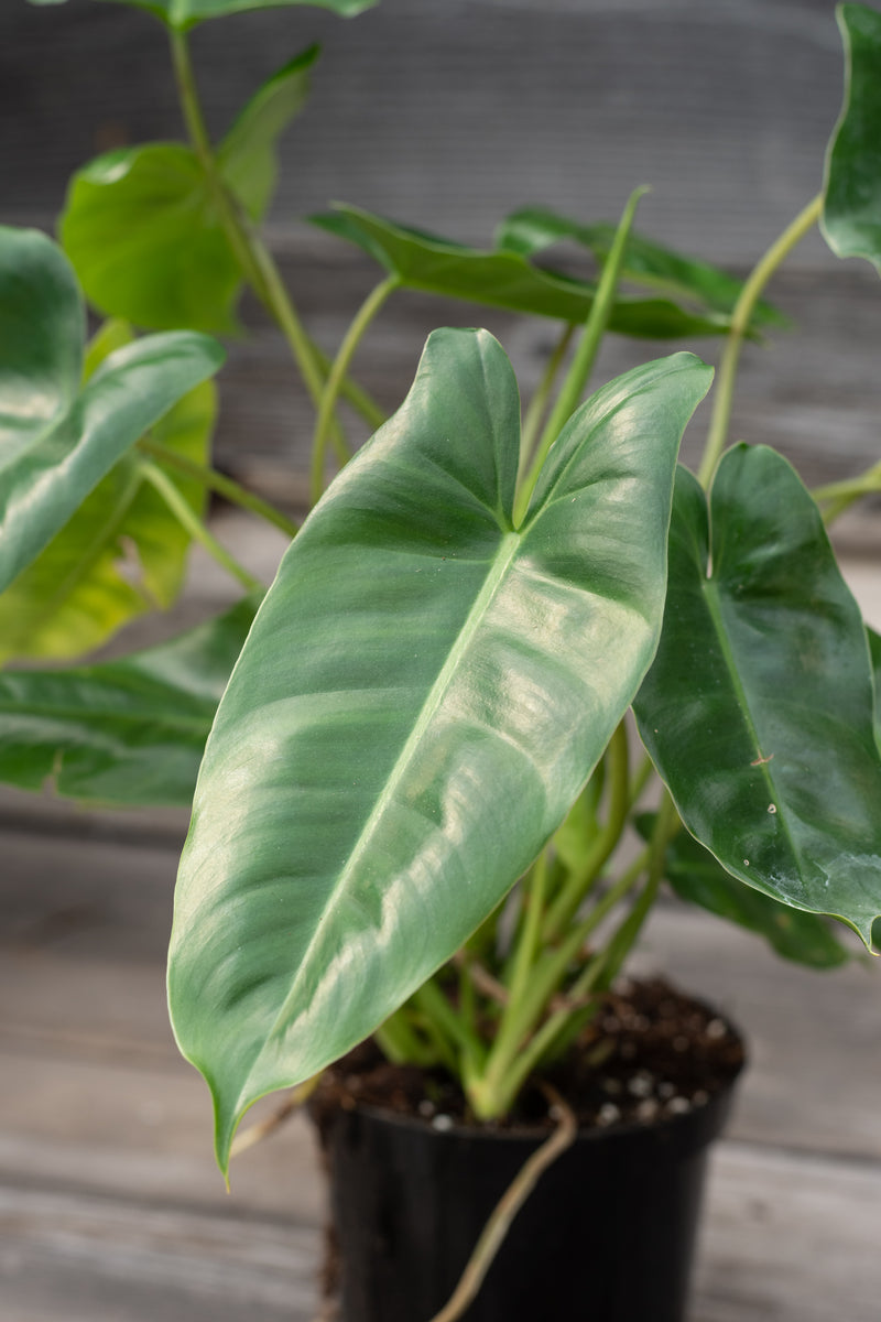 Philodendron 'Burle Marx' 4"