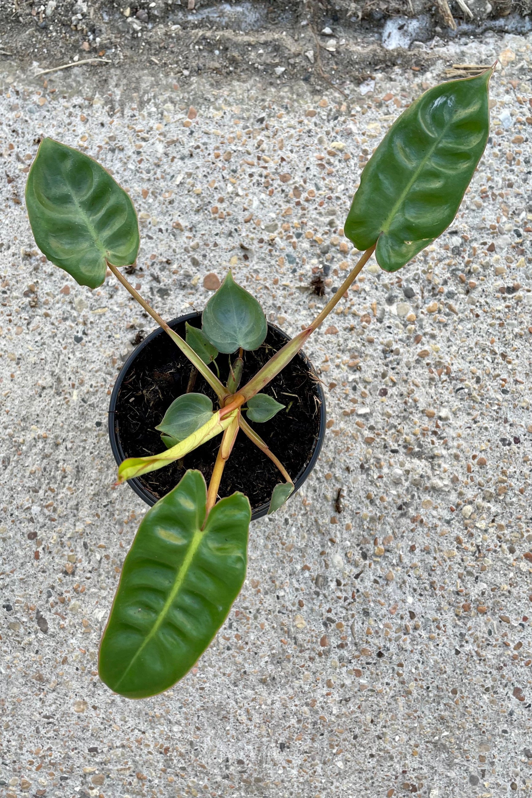 Philodendron billietiae in a 4" pot looking from above at Sprout Home. ©Sprout Home