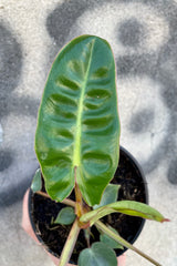  detail picture of the leaf of a Philodendron billietiae plant at Sprout Home.