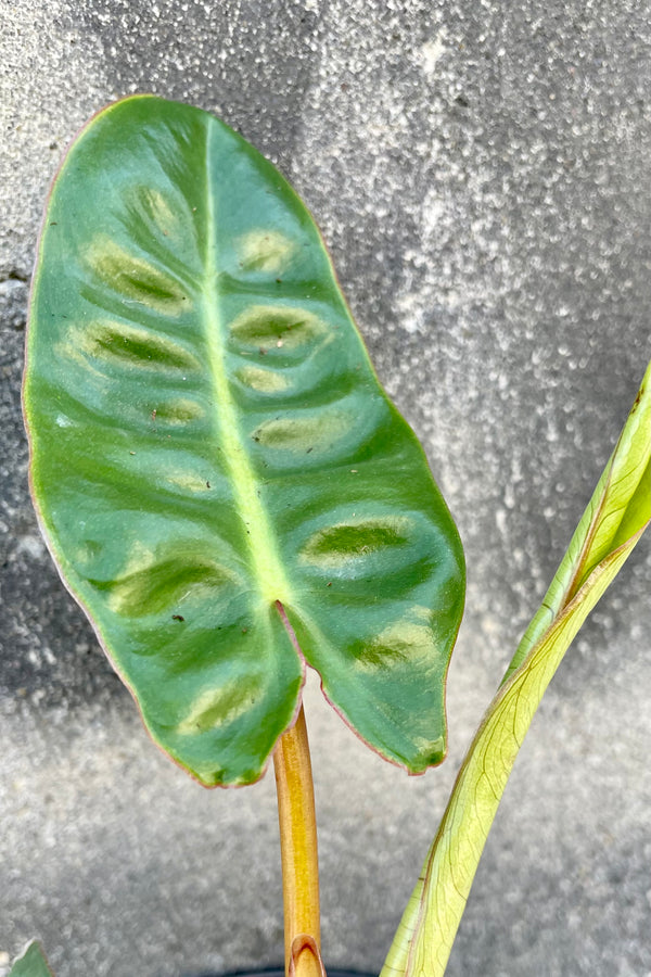 A detail picture of the Philodendron bilietiae leaf that just unfurled at Sprout Home.