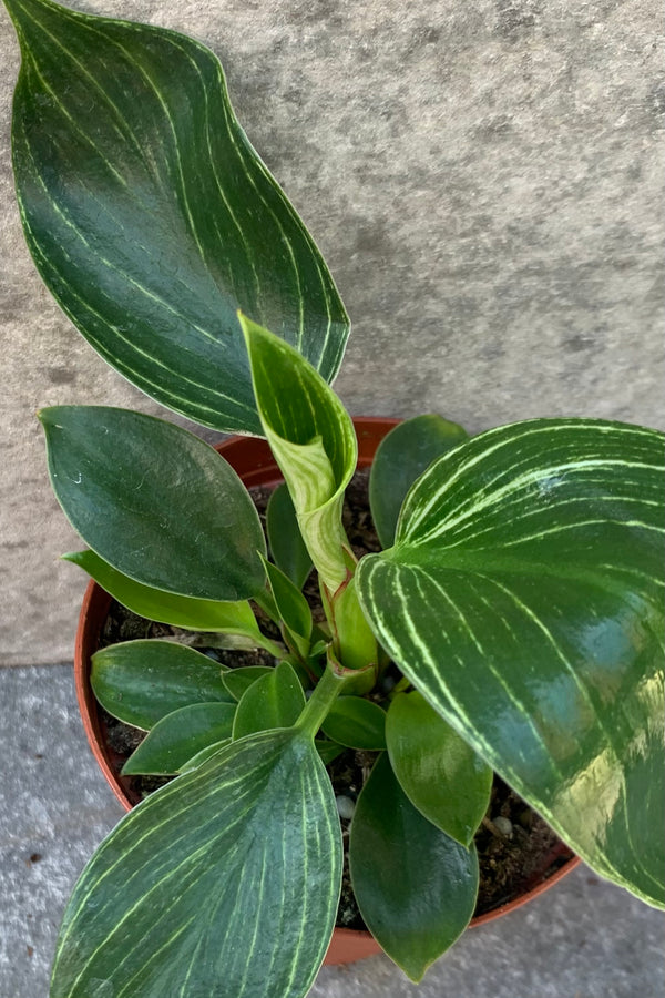 Philodendron 'Birkin' pictured from above.