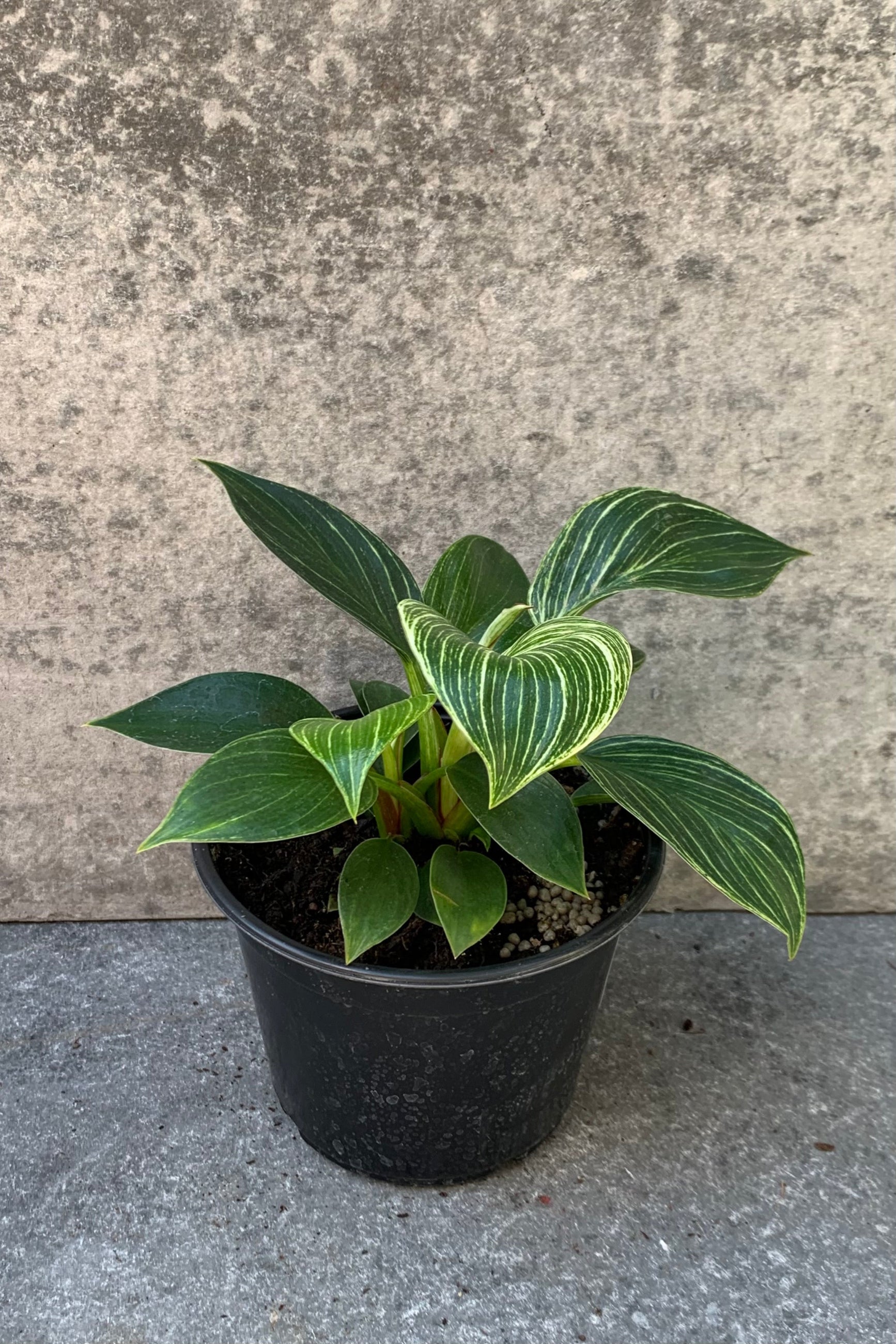 Philodendron 'Birkin' in a 6 inch growers pot. ©Sprout Home