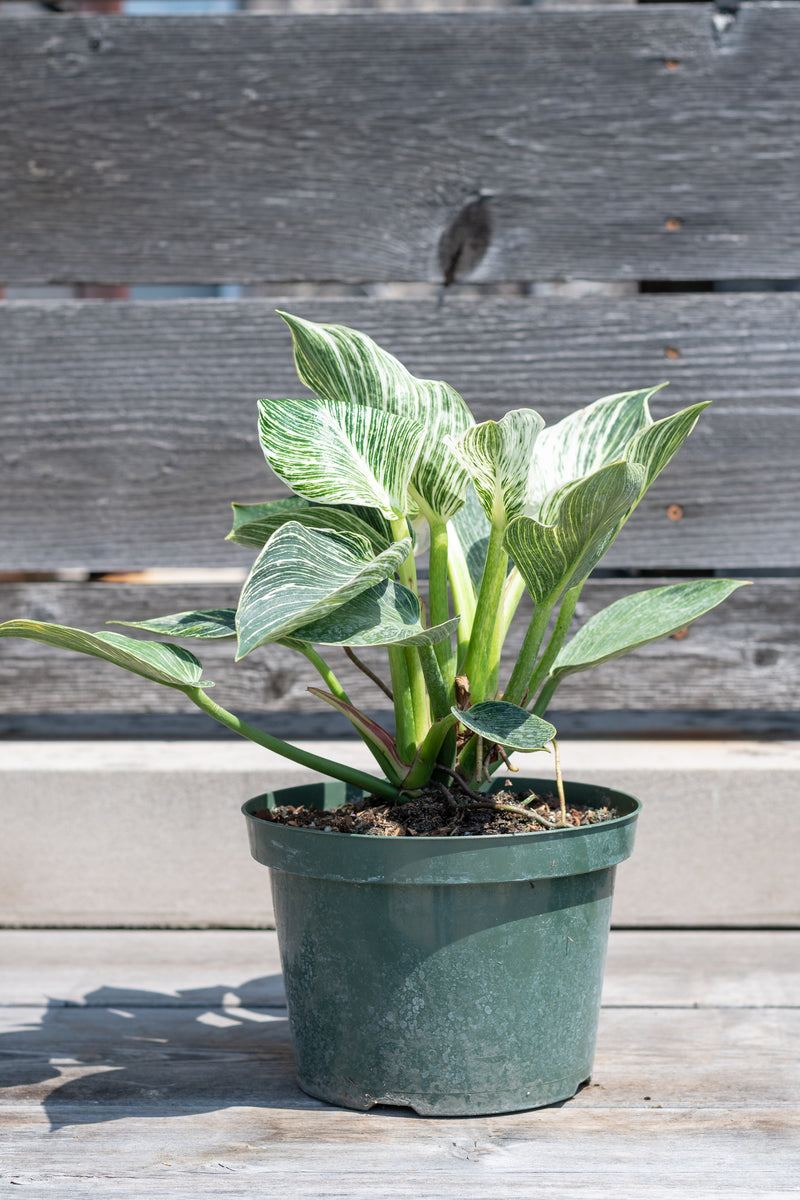 Philodendron 'Birkin' in grow pot in front of grey wood background