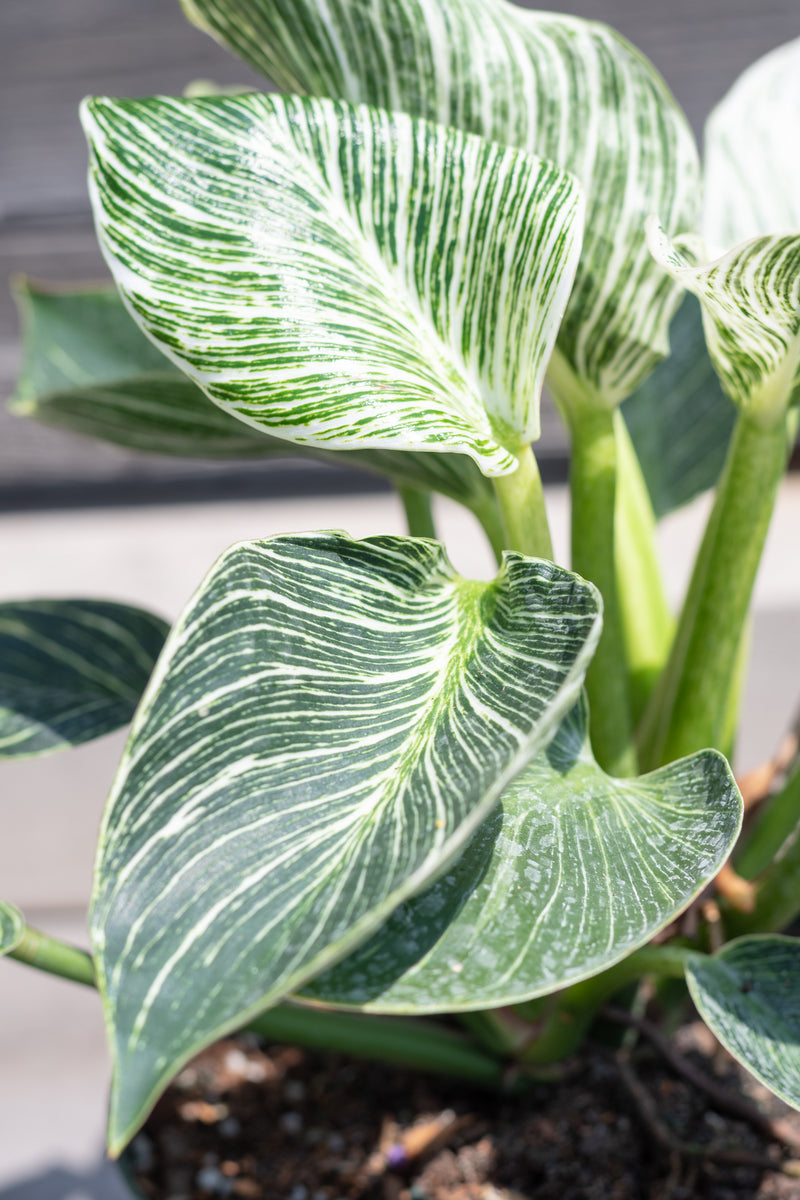 Close up of Philodendron 'Birkin' leaves