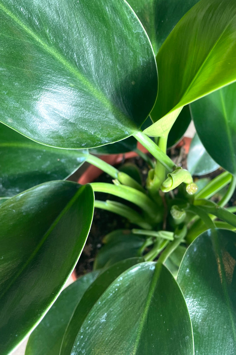 A detailed view of the leaves of Philodendron 'Reverted Birkin' 6" 
