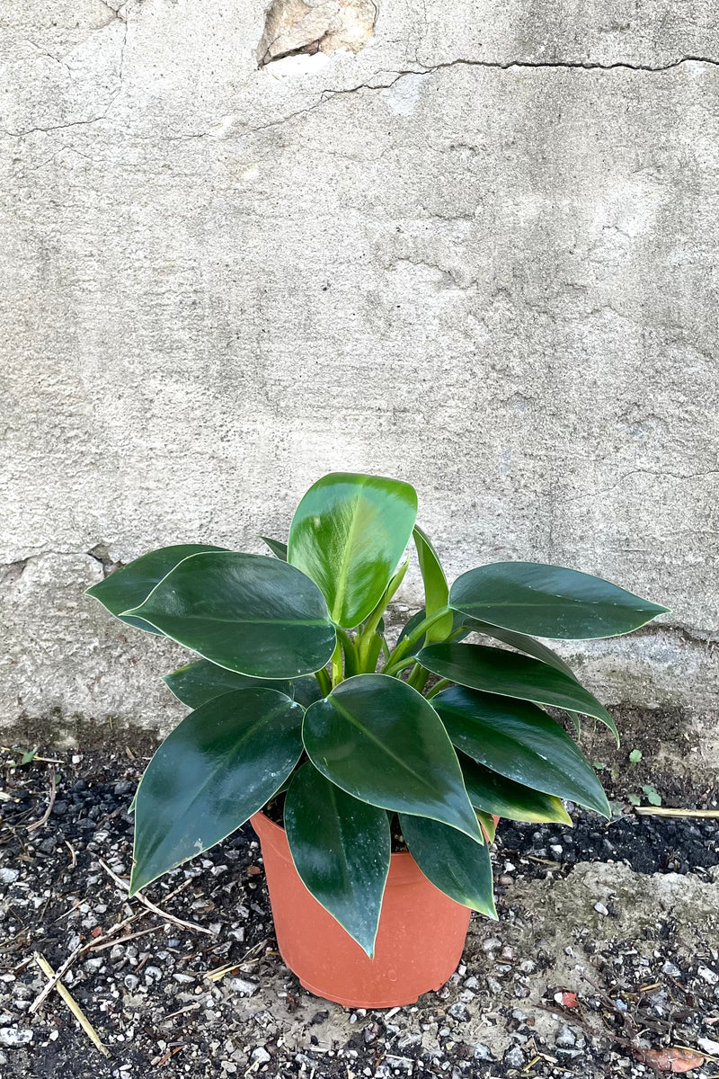 A full view of Philodendron 'Reverted Birkin' 6" in grow pot against concrete backdrop