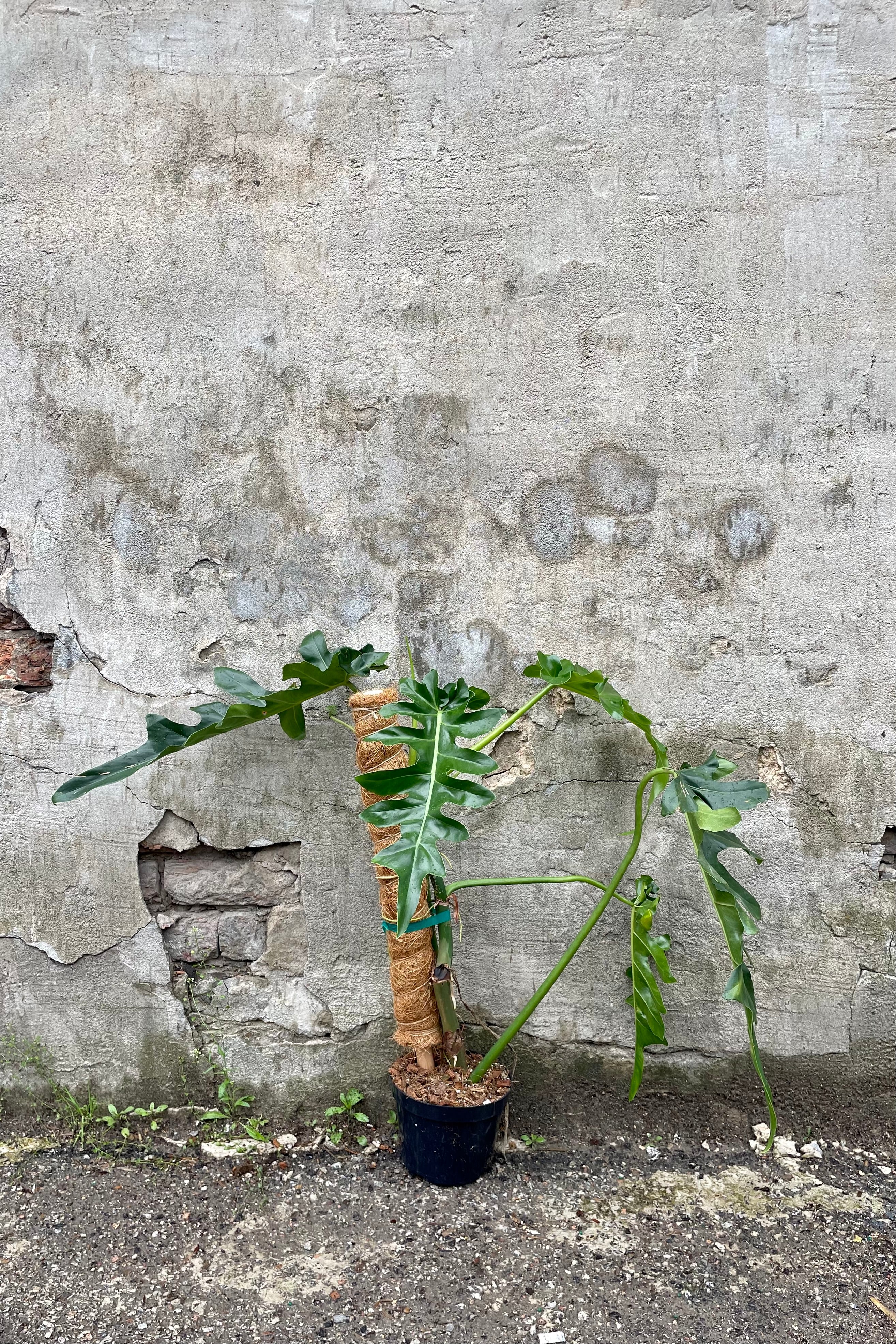 Philodendron 'Bob Cee' 6" against a grey wall