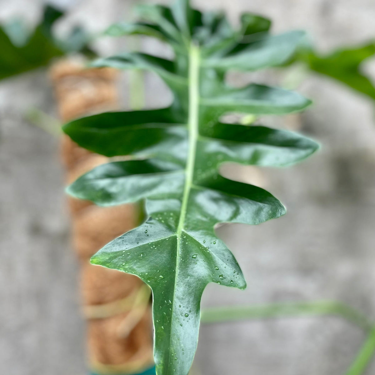 Philodendron 'Bob Cee' 6