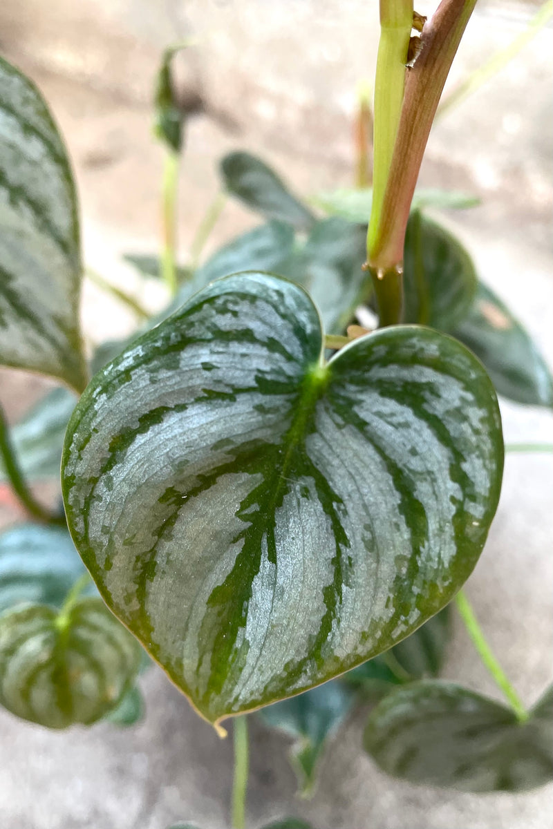 A detailed view of Philodendron brandtianum 4" against concrete backdrop