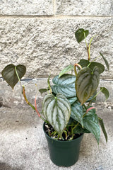 A full view of Philodendron brandtianum 4" in grow pot against concrete backdrop
