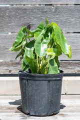 Philodendron 'Burle Marx' in grow pot in front of grey wood background