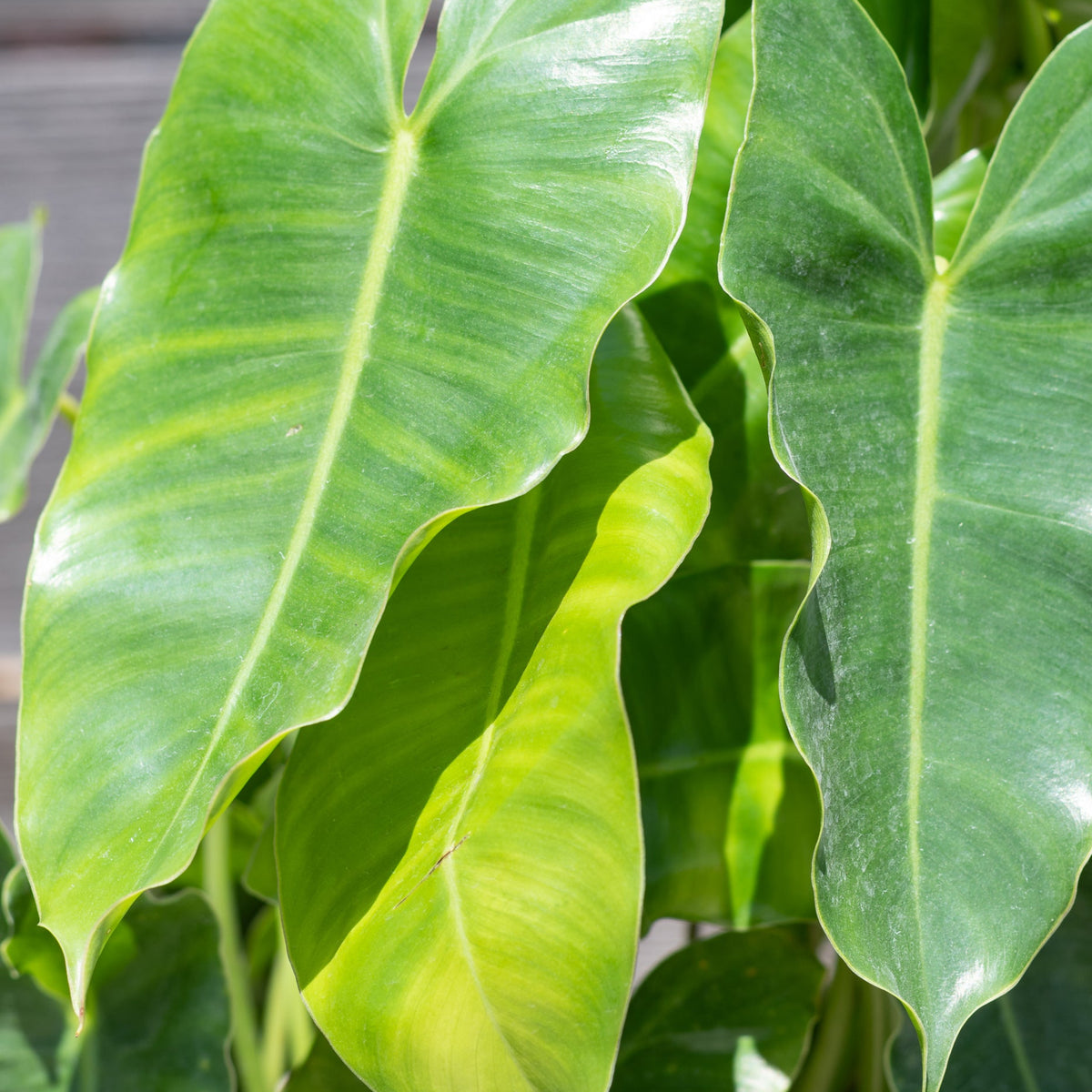 philodendron burle marx benefits Philodendron 'Burle Marx' 10" at SPROUT HOME