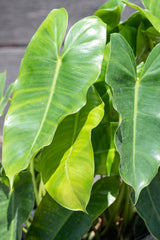 Close up of Philodendron 'Burle Marx' leaves