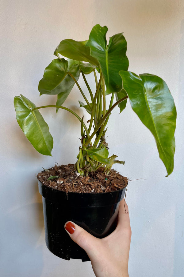 The Philodendron 'Burle Marx' 6" is held against a white backdrop