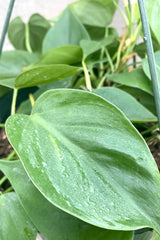 A detailed view of the leaves of the 10" hanging Philodendron cordatum 