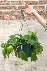 A frontal view of a hand holding up the 10" hanging Philodendron cordatum against a brick backdrop