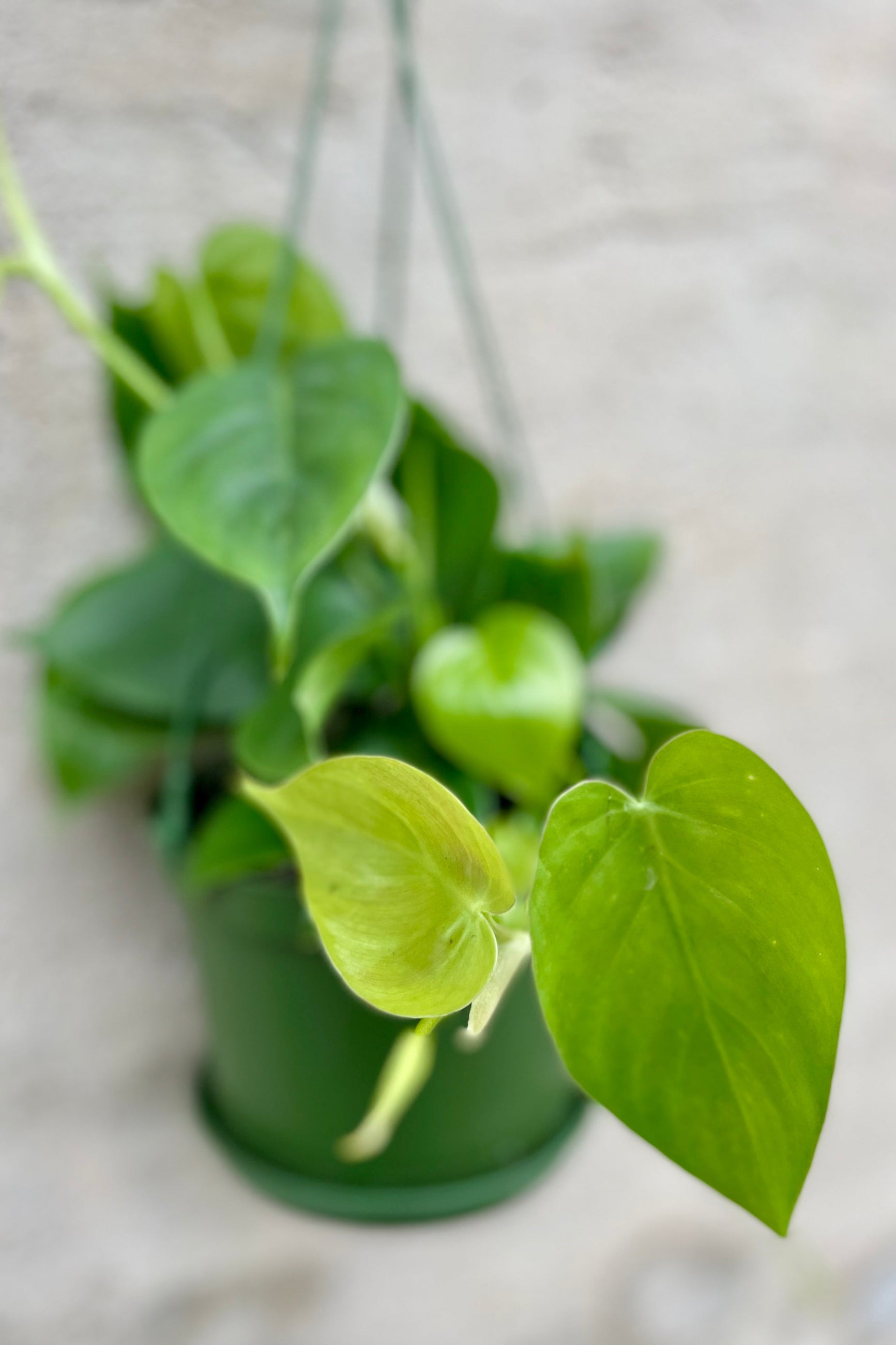 detail of Philodendron cordatum 6" Hanging Basket against a grey wall ©Sprout Home