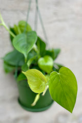 detail of Philodendron cordatum 6" Hanging Basket against a grey wall