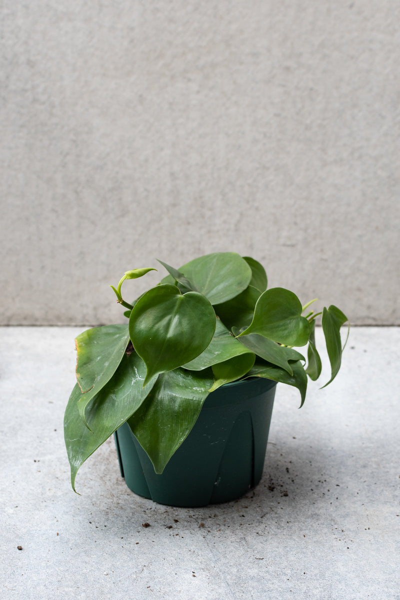 Philodendron cordatum in a 6 inch growers pot against a grey wall. 
