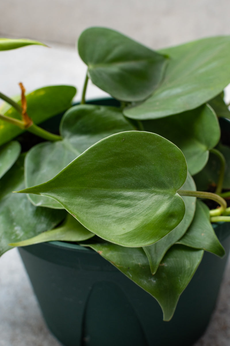 Up close picture of the green leaves of the Philodendron cordatum. 
