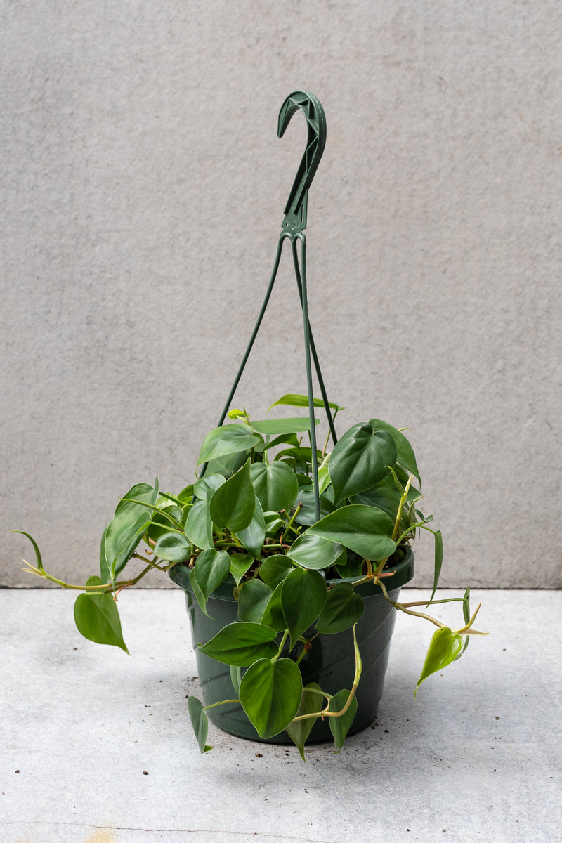Philodendron cordatum in an 8 inch hanging basket against a grey wall 